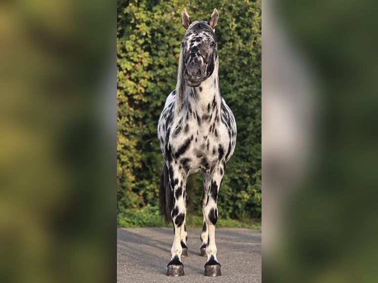 Appaloosa Hengst 12 Jahre 162 cm Tigerschecke in Weert