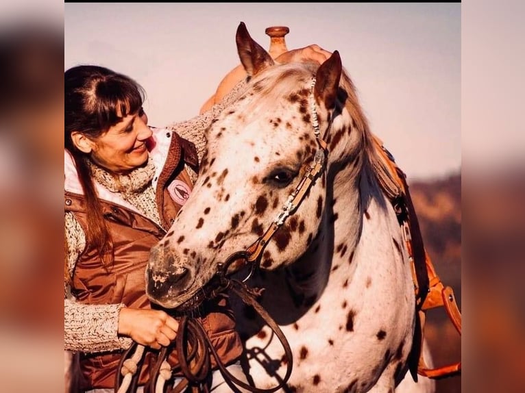Appaloosa Hengst 14 Jaar 163 cm Appaloosa in Kirtorf