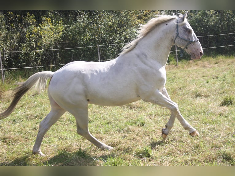 Appaloosa Hengst 14 Jahre 157 cm Brauner in Gnarrenburg