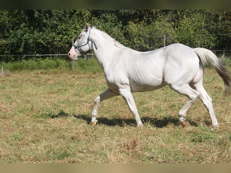Appaloosa Hengst 14 Jahre 157 cm Brauner in Gnarrenburg
