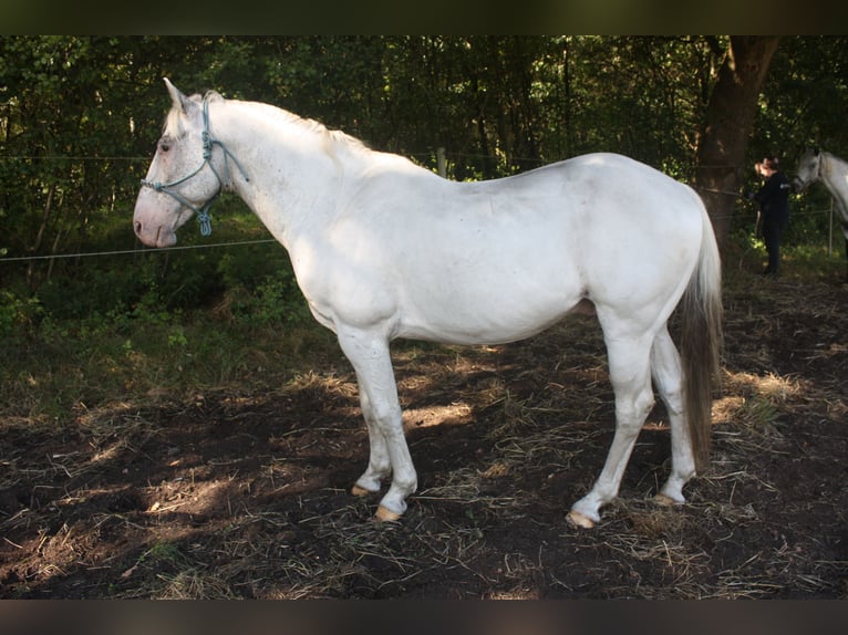 Appaloosa Hengst 14 Jahre 157 cm Brauner in Gnarrenburg