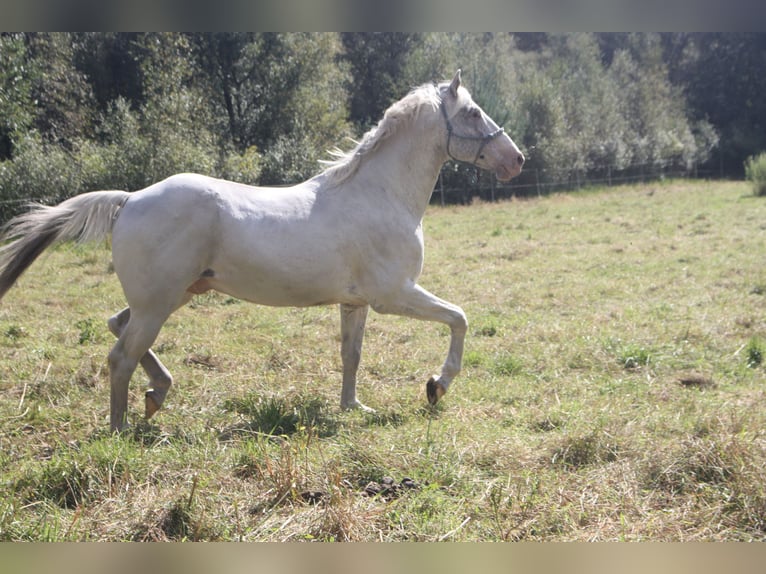 Appaloosa Hengst 14 Jahre 157 cm Brauner in Gnarrenburg