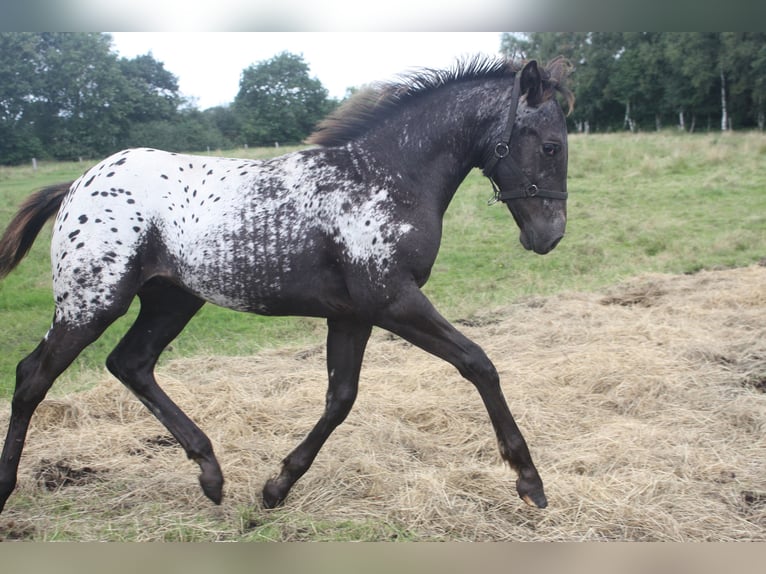 Appaloosa Hengst 14 Jahre 157 cm Brauner in Gnarrenburg