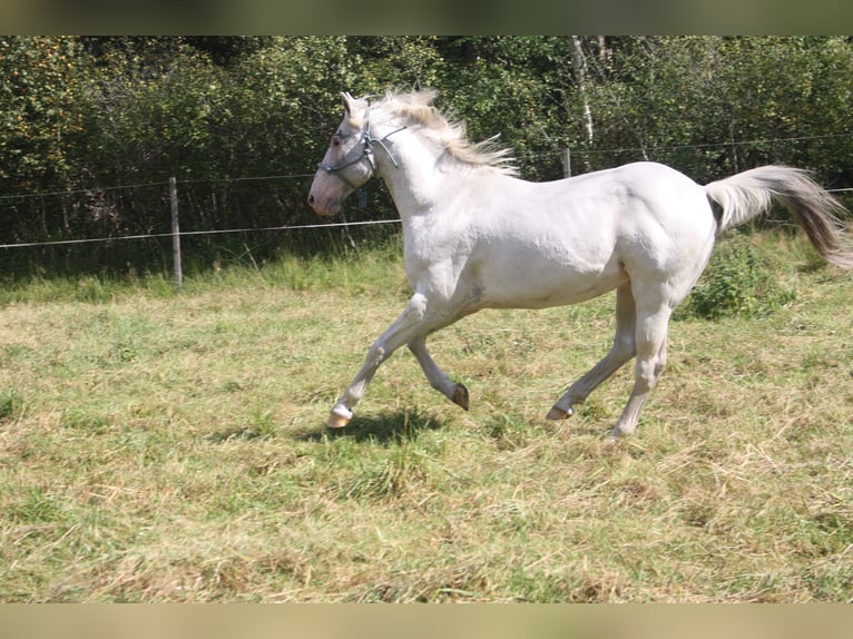 Appaloosa Hengst 14 Jahre 157 cm Brauner in Gnarrenburg