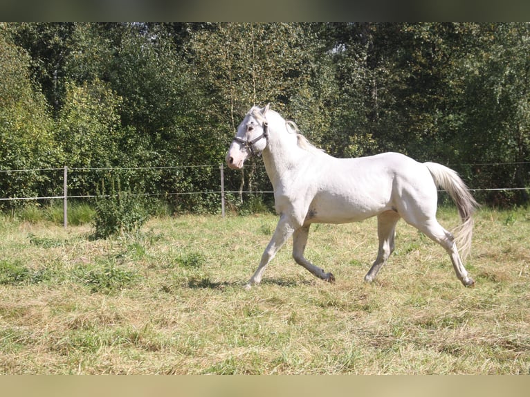Appaloosa Hengst 14 Jahre 157 cm Brauner in Gnarrenburg
