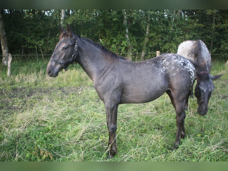 Appaloosa Hengst 14 Jahre 157 cm Brauner in Gnarrenburg