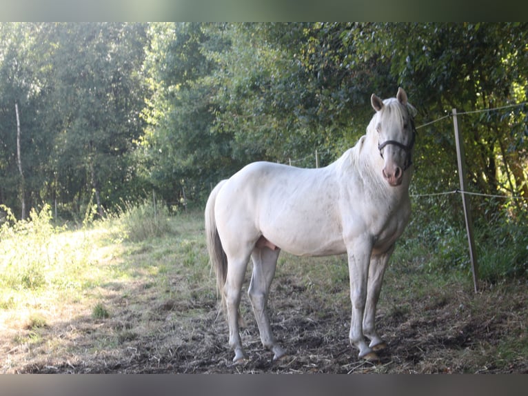 Appaloosa Hengst 14 Jahre 157 cm Brauner in Gnarrenburg