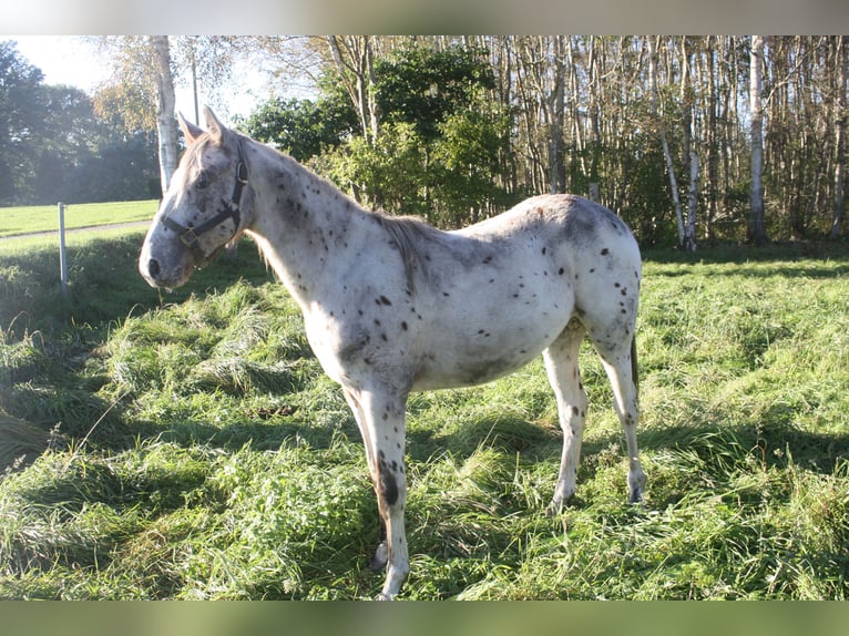 Appaloosa Hengst 14 Jahre 157 cm Brauner in Gnarrenburg