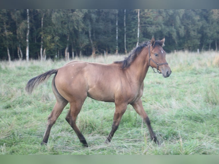 Appaloosa Hengst 14 Jahre 157 cm Brauner in Gnarrenburg