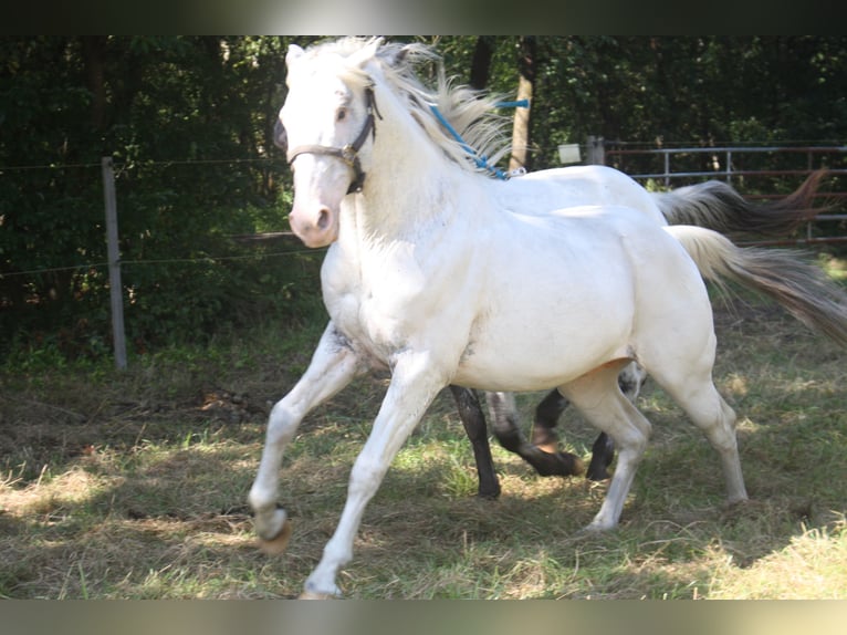 Appaloosa Hengst 14 Jahre 157 cm Brauner in Gnarrenburg