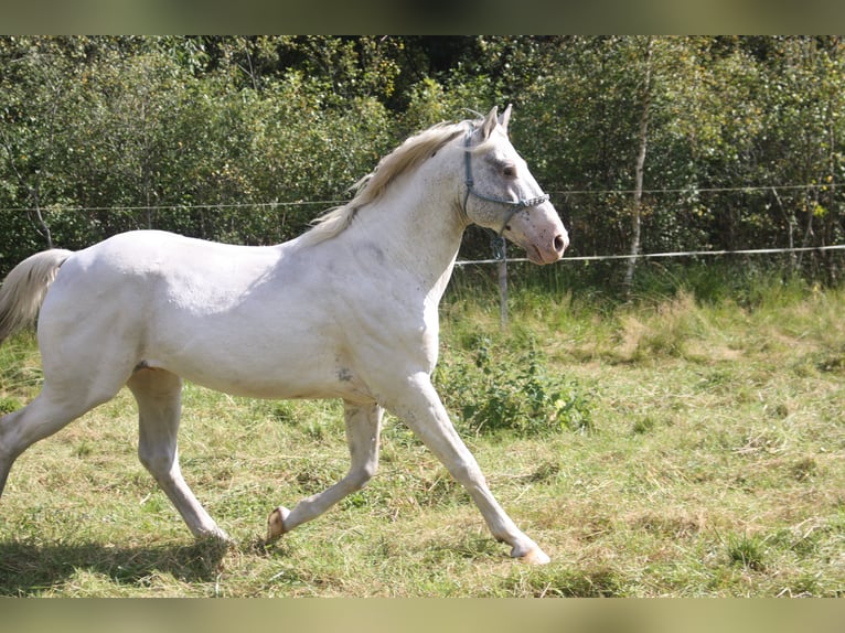 Appaloosa Hengst 14 Jahre 157 cm Brauner in Gnarrenburg
