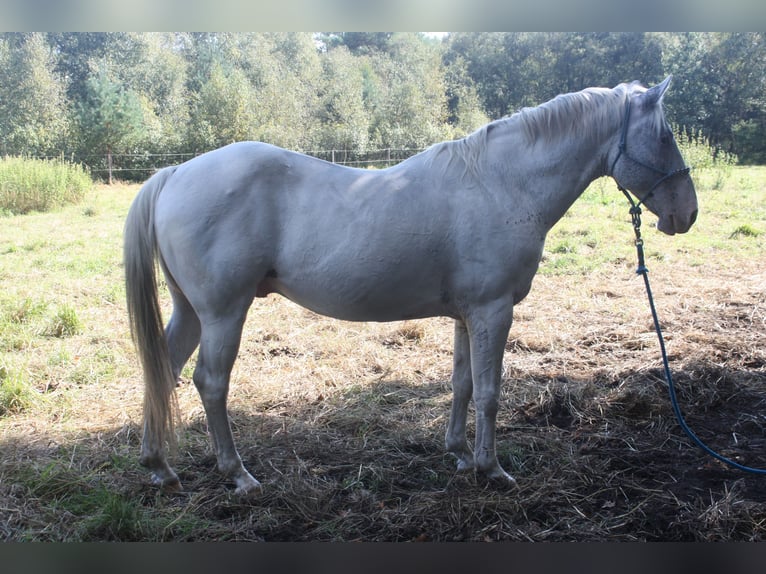 Appaloosa Hengst 14 Jahre 157 cm Brauner in Gnarrenburg