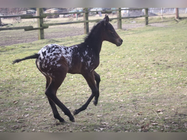 Appaloosa Hengst 14 Jahre 157 cm Brauner in Gnarrenburg