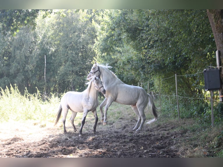 Appaloosa Hengst 14 Jahre 157 cm Brauner in Gnarrenburg