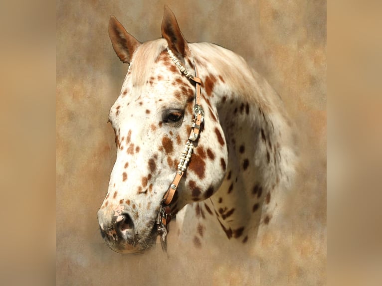 Appaloosa Hengst 14 Jahre 163 cm Tigerschecke in Kirtorf