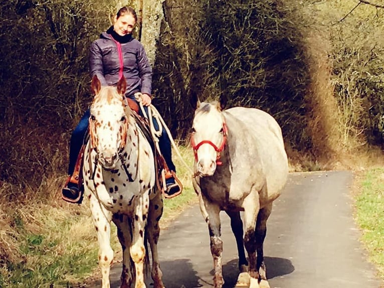 Appaloosa Hengst 14 Jahre 163 cm Tigerschecke in Kirtorf