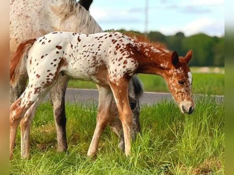 Appaloosa Hengst 14 Jahre 163 cm Tigerschecke in Kirtorf