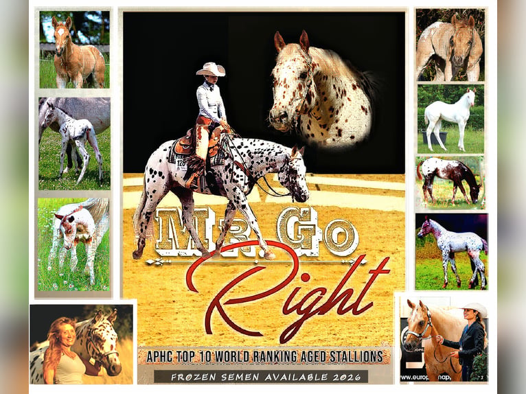 Appaloosa Hengst 14 Jahre 163 cm Tigerschecke in Kirtorf