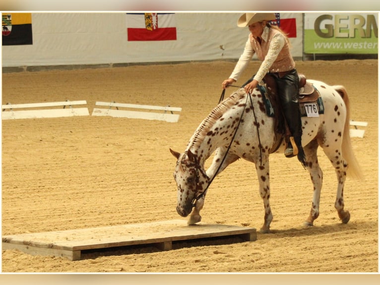 Appaloosa Hengst 14 Jahre 163 cm Tigerschecke in Kirtorf