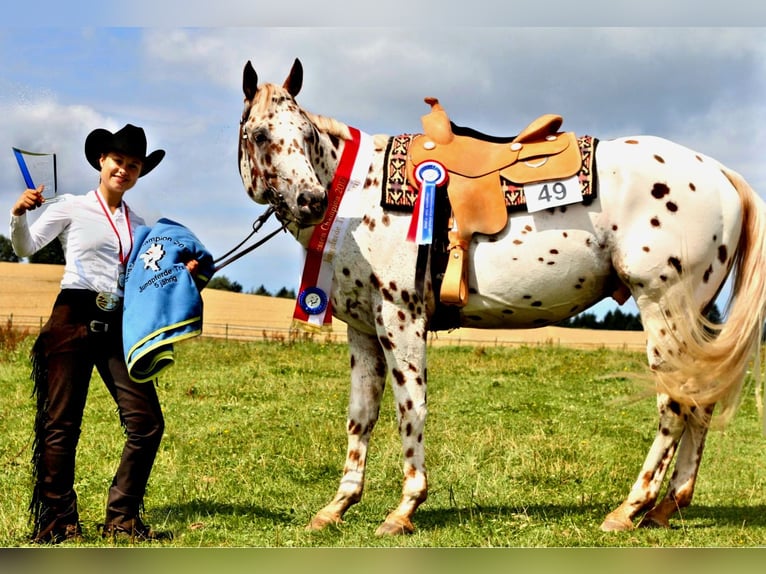 Appaloosa Hengst 14 Jahre 163 cm Tigerschecke in Kirtorf