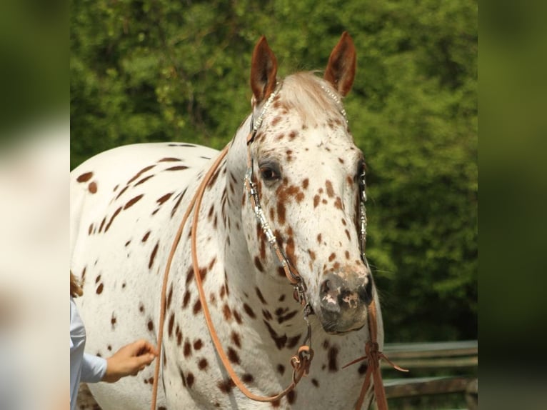 Appaloosa Hengst 14 Jahre 163 cm Tigerschecke in Kirtorf