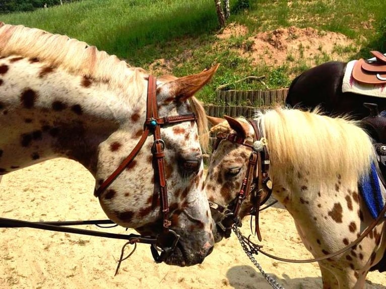 Appaloosa Hengst 14 Jahre 163 cm Tigerschecke in Kirtorf