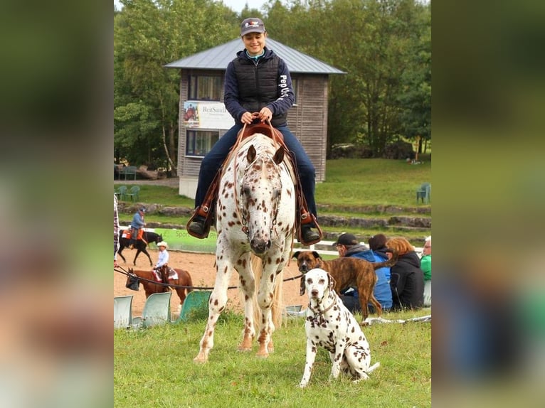 Appaloosa Hengst 14 Jahre 163 cm Tigerschecke in Kirtorf