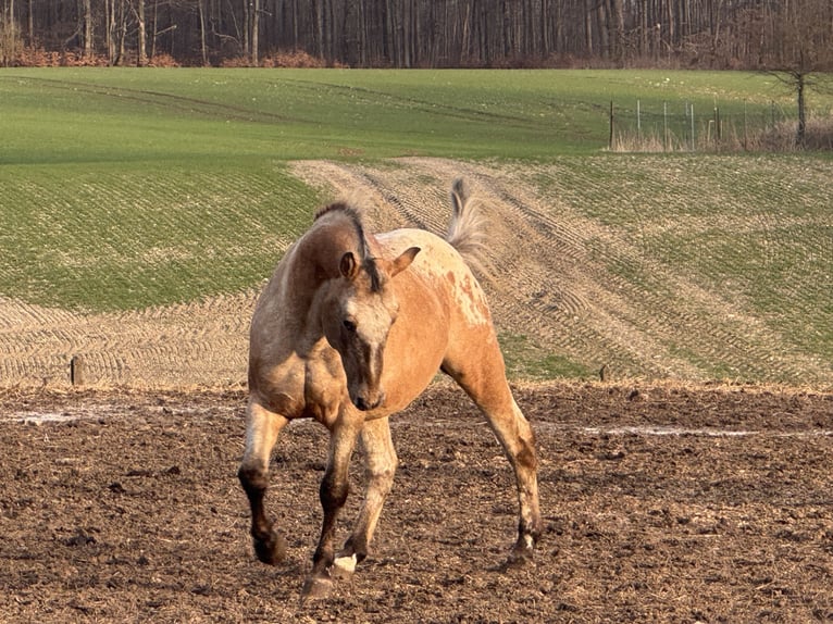 Appaloosa Hengst 15 Jahre 165 cm Roan-Red in Kaltohmfeld
