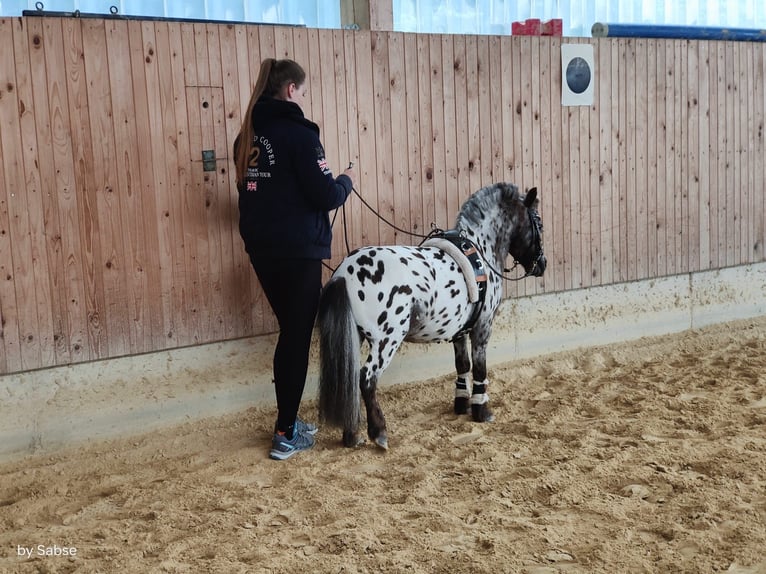 Appaloosa Hengst 17 Jahre 87 cm Tigerschecke in M&#xF6;ttingen