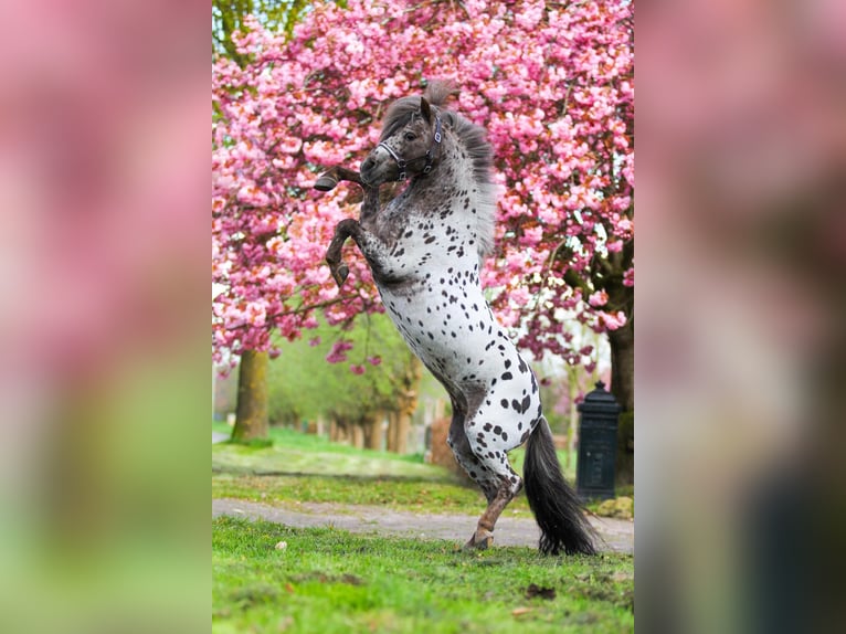 Appaloosa Hengst 17 Jahre 87 cm Tigerschecke in M&#xF6;ttingen