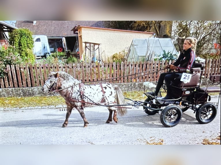 Appaloosa Hengst 17 Jahre 87 cm Tigerschecke in M&#xF6;ttingen