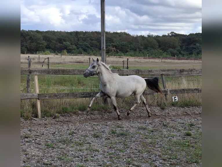 Appaloosa Hengst 1 Jaar 116 cm  in Elspeet