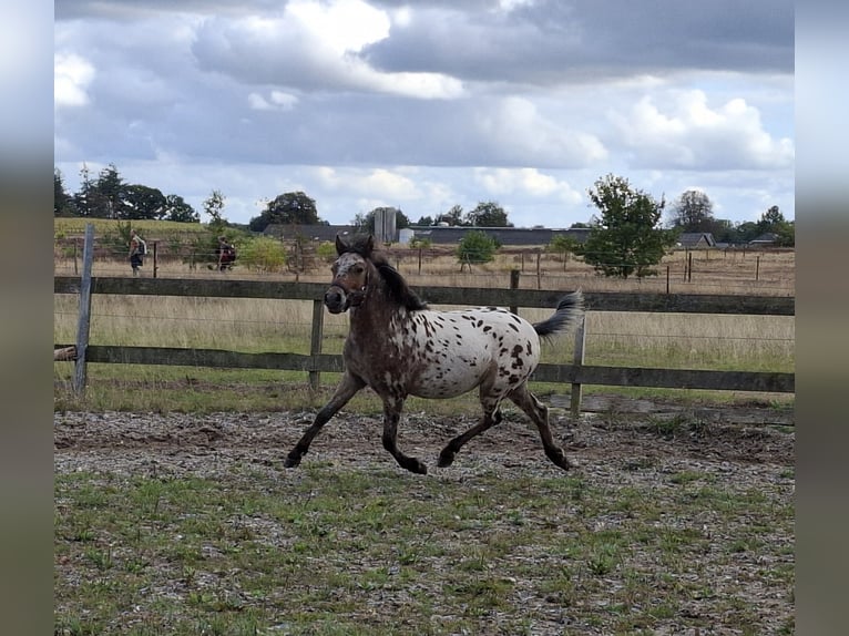 Appaloosa Hengst 1 Jaar 116 cm  in Elspeet