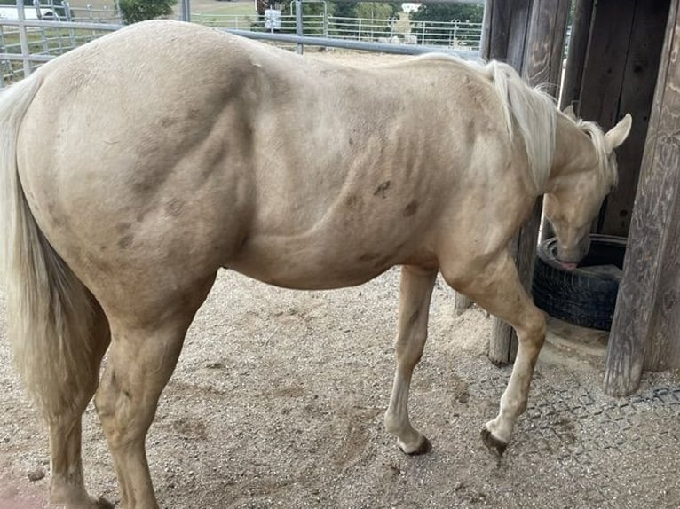Appaloosa Hengst 1 Jaar 120 cm Palomino in Neukirchen-Balbini