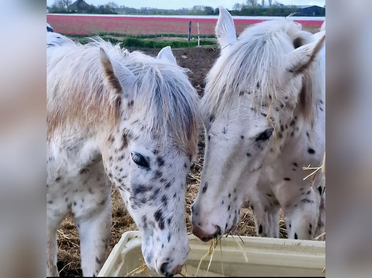 Appaloosa Hengst 1 Jaar 150 cm Appaloosa in Egmond-Binnen