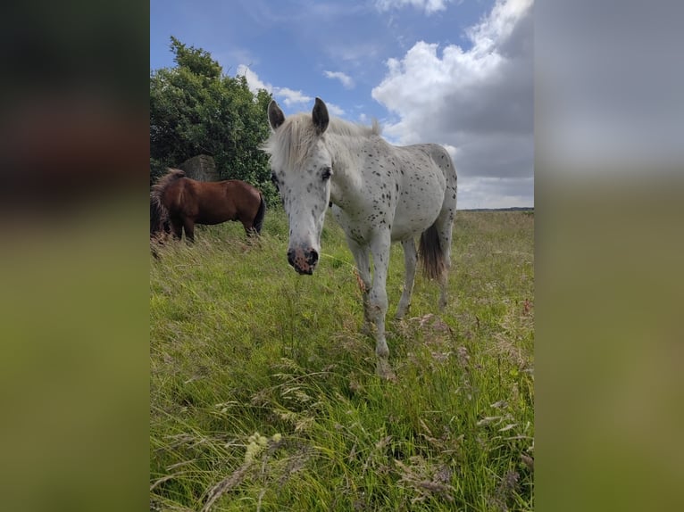 Appaloosa Hengst 1 Jaar 150 cm Appaloosa in Egmond-Binnen