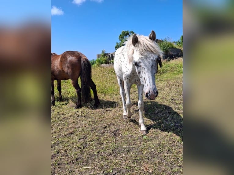 Appaloosa Hengst 1 Jaar 150 cm Appaloosa in Egmond-Binnen