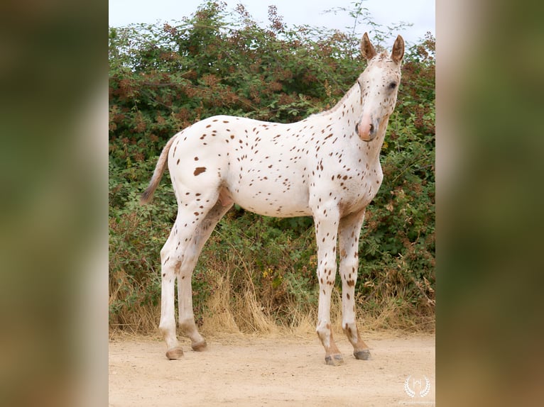 Appaloosa Hengst 1 Jaar 150 cm in Navalperal De Pinares