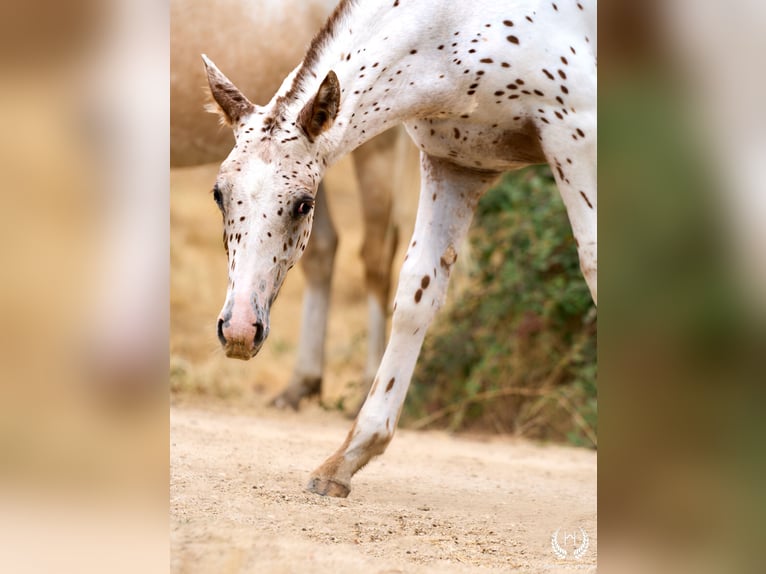 Appaloosa Hengst 1 Jaar 150 cm in Navalperal De Pinares