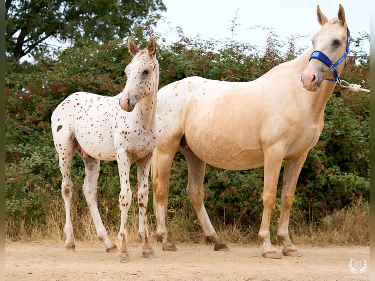 Appaloosa Hengst 1 Jaar 150 cm in Navalperal De Pinares