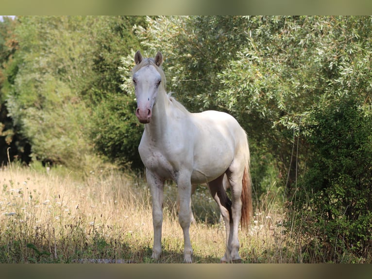 Appaloosa Hengst 1 Jaar 152 cm Appaloosa in Soulgé-sur-Ouette