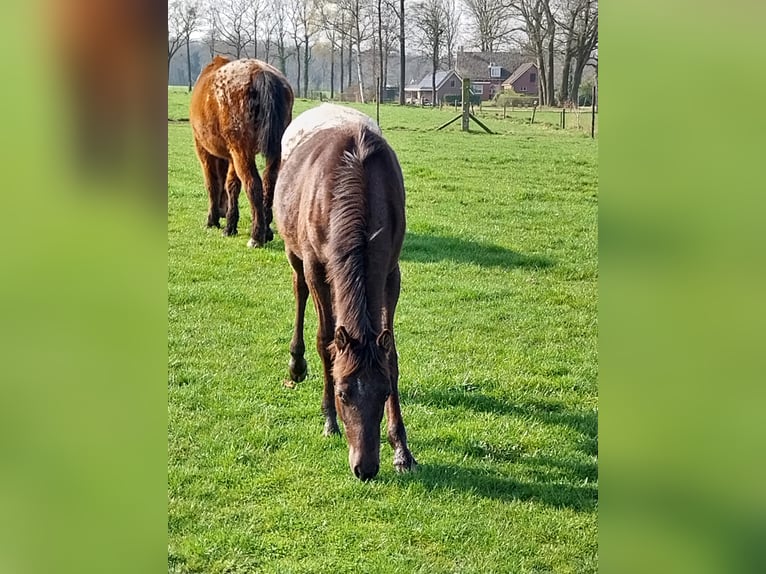 Appaloosa Hengst 1 Jaar 155 cm Appaloosa in Winterswijk Brinkheurne