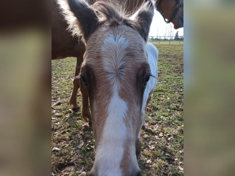 Appaloosa Hengst 1 Jaar 155 cm Buckskin in Sösdala