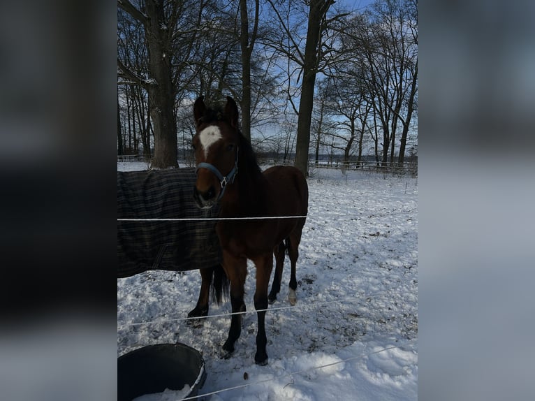 Appaloosa Mix Hengst 1 Jaar 155 cm Donkerbruin in Sprakensehl