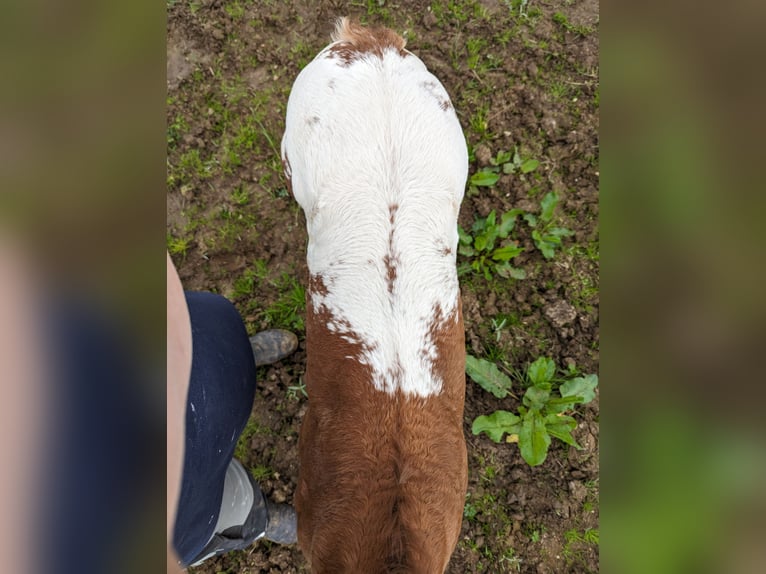 Appaloosa Hengst 1 Jaar 155 cm Donkere-vos in Morbach