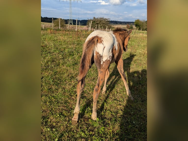 Appaloosa Hengst 1 Jaar 155 cm Donkere-vos in Morbach