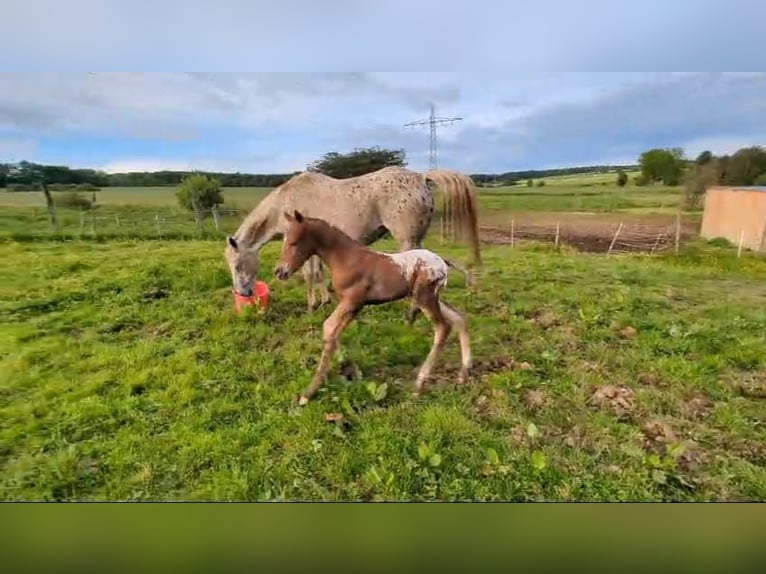 Appaloosa Hengst 1 Jaar 155 cm Donkere-vos in Morbach