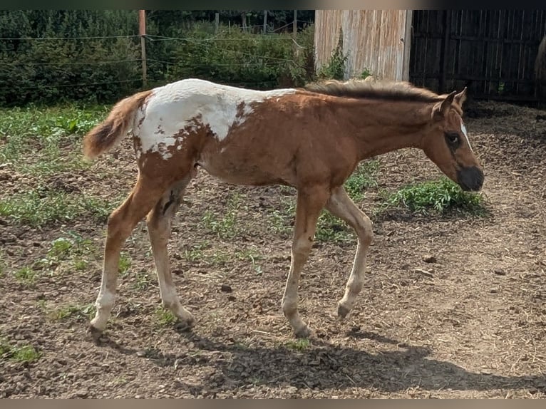 Appaloosa Hengst 1 Jaar 155 cm Donkere-vos in Morbach