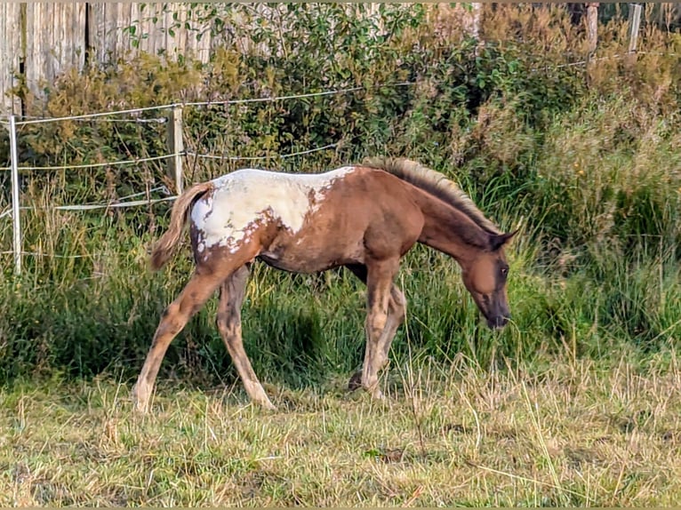 Appaloosa Hengst 1 Jaar 155 cm Donkere-vos in Morbach