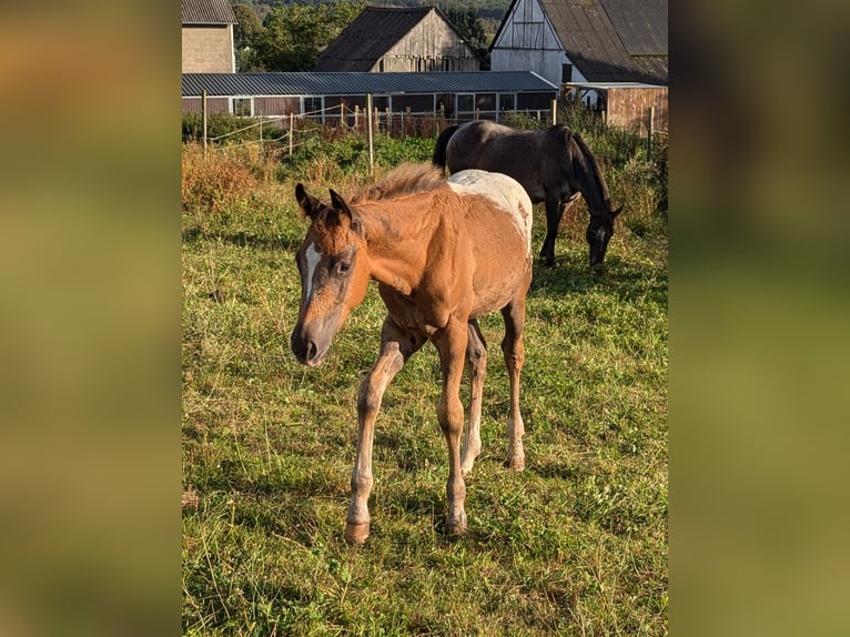 Appaloosa Hengst 1 Jaar 155 cm Donkere-vos in Morbach